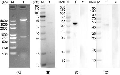 Nanospheres as the delivery vehicle: novel application of Toxoplasma gondii ribosomal protein S2 in PLGA and chitosan nanospheres against acute toxoplasmosis